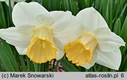 Narcissus Salome