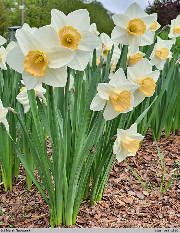 Narcissus Salome