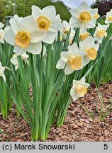 Narcissus Salome