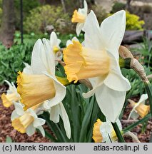 Narcissus Salome