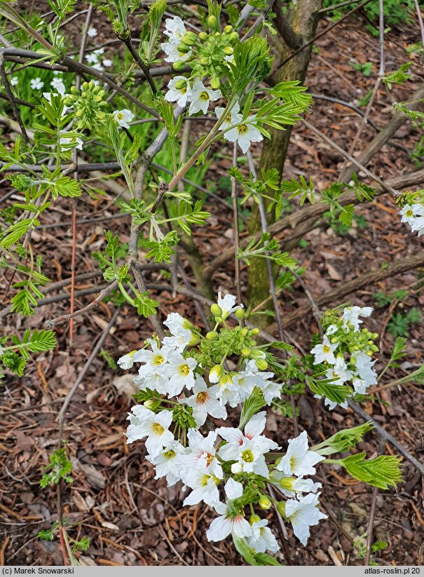 Xanthoceras sorbifolium (kasztanek jarzębolistny)