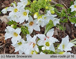 Xanthoceras sorbifolium (kasztanek jarzębolistny)