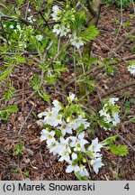 Xanthoceras sorbifolium (kasztanek jarzębolistny)