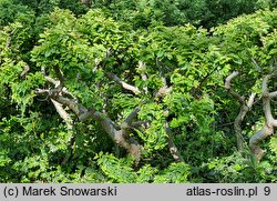 Ulmus ×hollandica Jacqueline Hillier