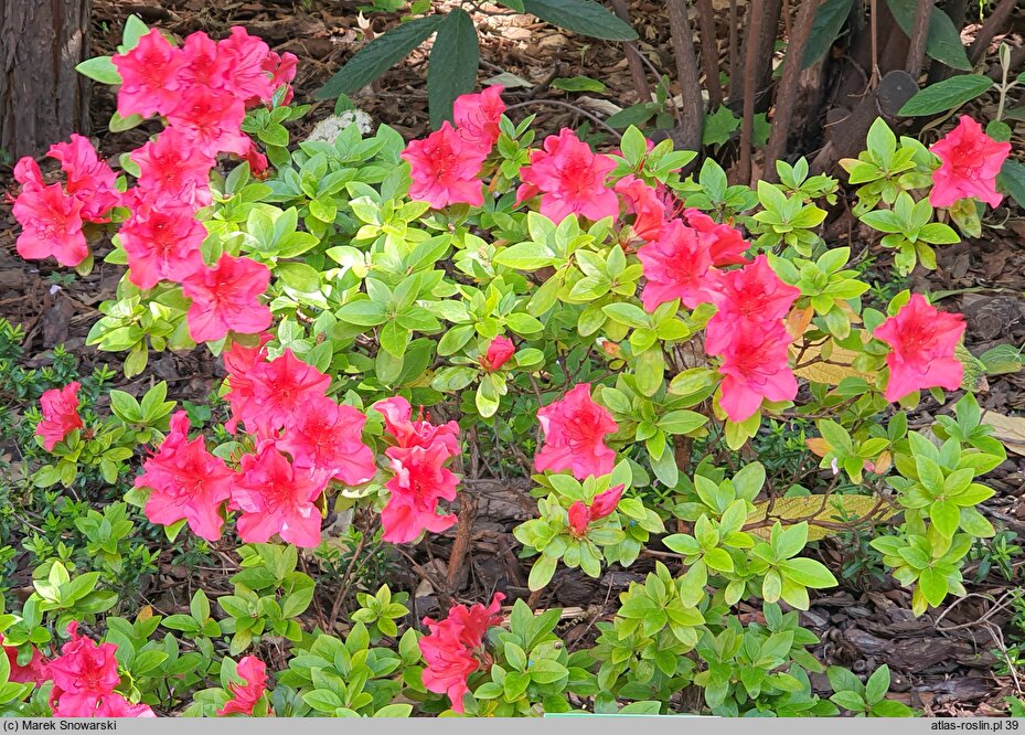 Rhododendron hort. Vuyk's Scarlet