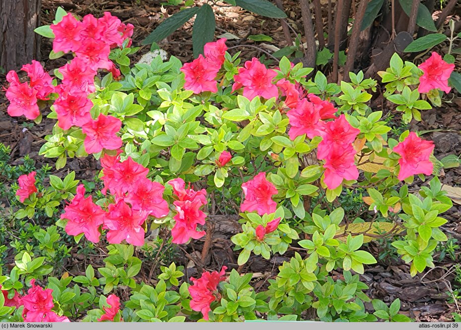 Rhododendron Vuyk's Scarlet