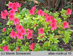 Rhododendron hort. Vuyk's Scarlet