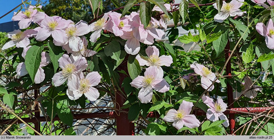 Clematis montana ssp. rubens var. rubens (powojnik górski odm. czerwona)