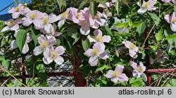 Clematis montana ssp. rubens var. rubens (powojnik górski odm. czerwona)