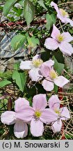 Clematis montana ssp. rubens var. rubens (powojnik górski odm. czerwona)