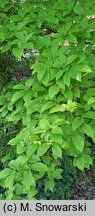 Stewartia pseudocamellia (stewarcja kameliowata)