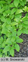 Stewartia pseudocamellia (stewarcja kameliowata)