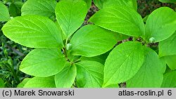 Stewartia pseudocamellia (stewarcja kameliowata)