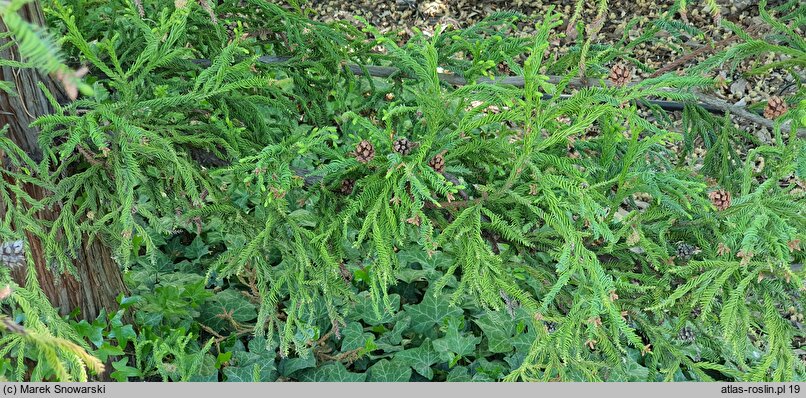 Cryptomeria japonica Rasen