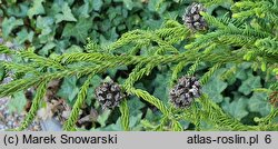 Cryptomeria japonica Rasen