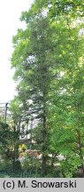 Cryptomeria japonica Rasen