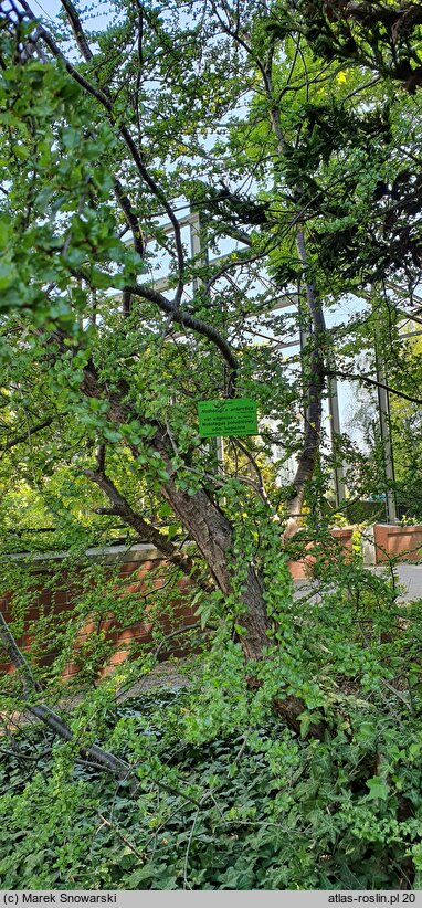 Nothofagus antarctica var. uliginosa (bukan południowy odm. bagienna)