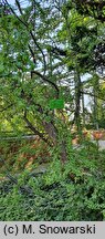 Nothofagus antarctica var. uliginosa (bukan południowy odm. bagienna)