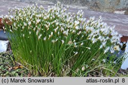 Baeothryon alpinum (wełnianeczka alpejska)