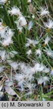 Baeothryon alpinum (wełnianeczka alpejska)