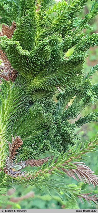 Cryptomeria japonica Cristata