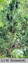 Cryptomeria japonica Cristata