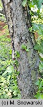 Nothofagus antarctica var. uliginosa (bukan południowy odm. bagienna)