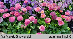 Bellis perennis Tasso Red