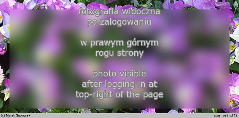 Viola ×williamsii Deltini Rose Pink
