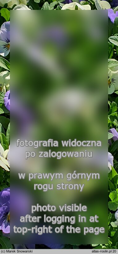 Viola ×williamsii YTT
