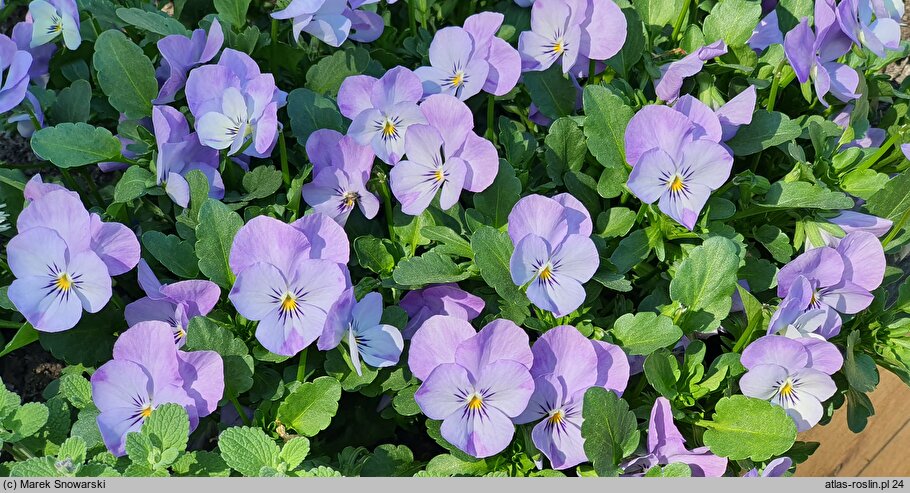 Viola ×williamsii Cornet Violet Beacon