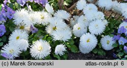 Bellis perennis Habanera White