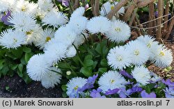 Bellis perennis Habanera White