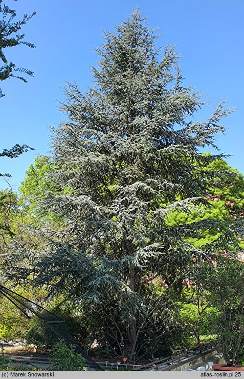 Cedrus atlantica Glauca