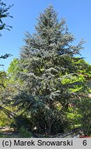 Cedrus atlantica Glauca