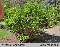 Paeonia ludlowii (piwonia Ludlowa)