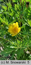 Paeonia ludlowii (piwonia Ludlowa)