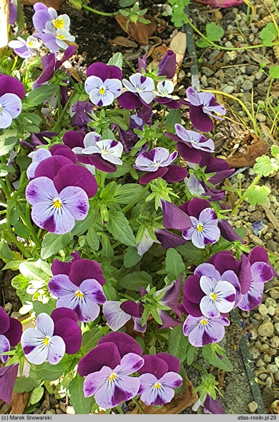 Viola ×williamsii Purple Blue Jump Up