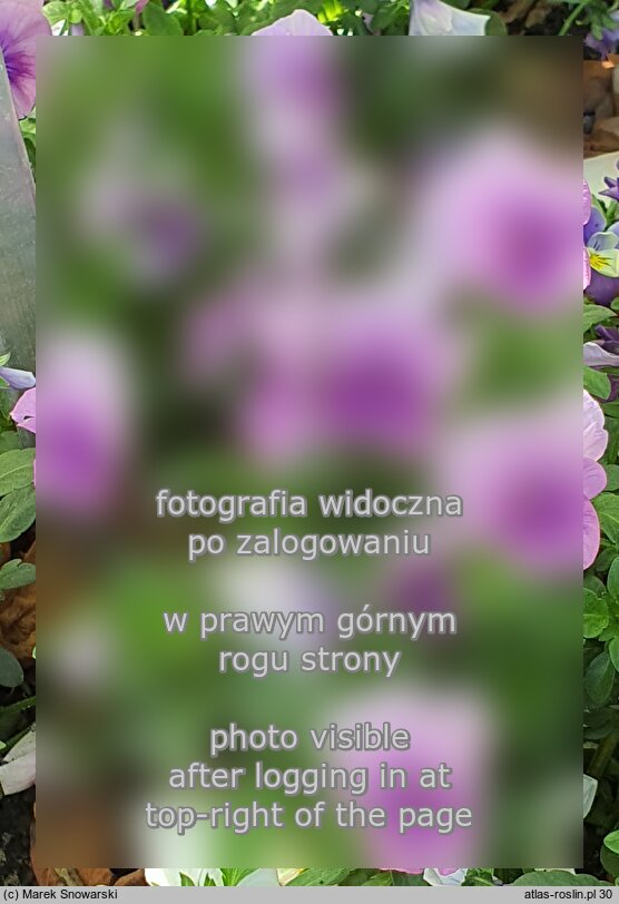 Viola ×williamsii Lavender Pink
