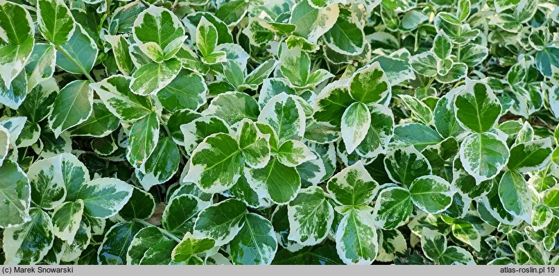 Euonymus fortunei Emerald Gaiety