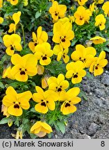 Viola Petit Yellow