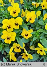 Viola Petit Yellow