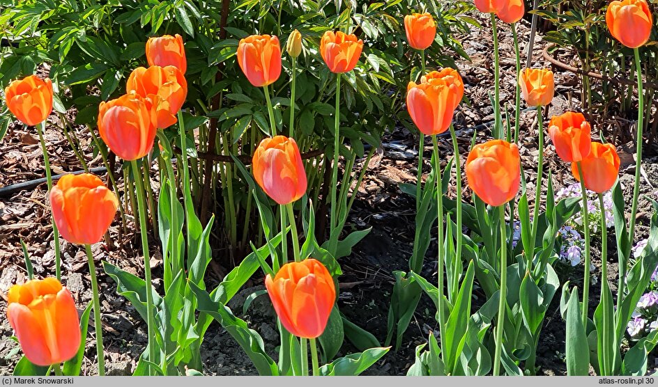 Tulipa Dordogne