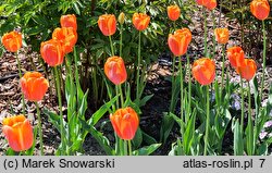 Tulipa Dordogne