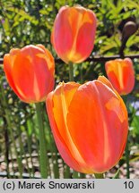 Tulipa Dordogne