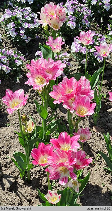 Tulipa Del Piero