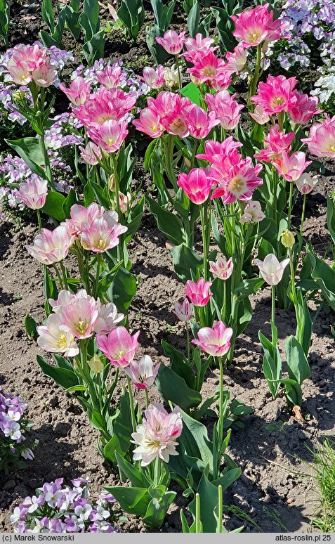 Tulipa Del Piero