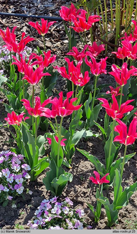 Tulipa Apricot Delight