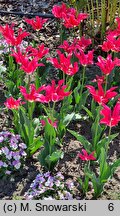 Tulipa Apricot Delight