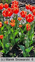 Tulipa Dow Jones